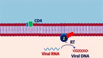 Zidovudine Retrovir Medication Patient Information video thumbnail